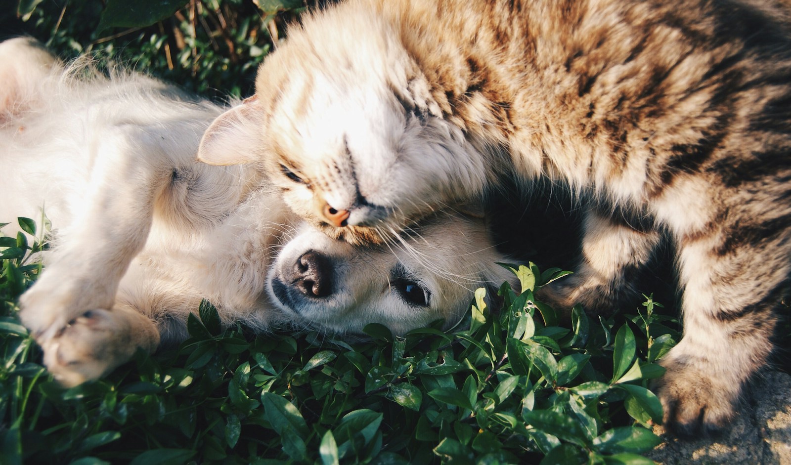Cão branco e gato juntos em um gramado